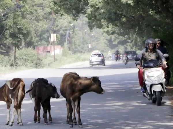The Real Traffic of Nepal: Cows, Dogs, Cats and Playing Children