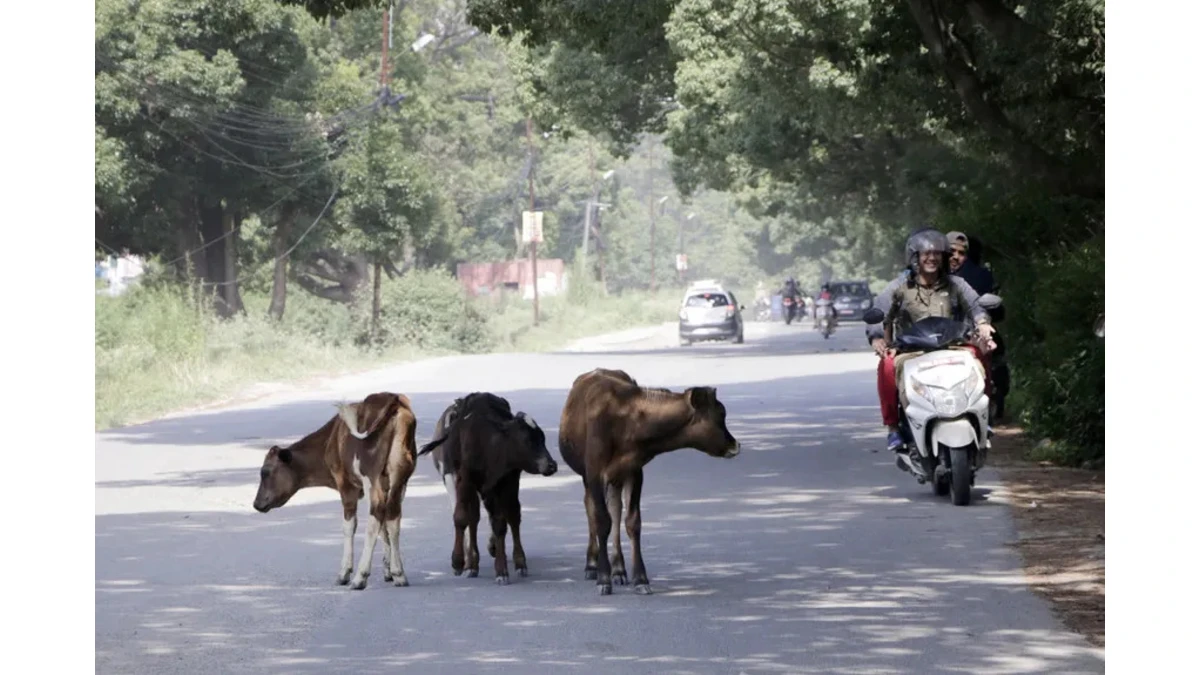 The Real Traffic of Nepal: Cows, Dogs, Cats and Playing Children