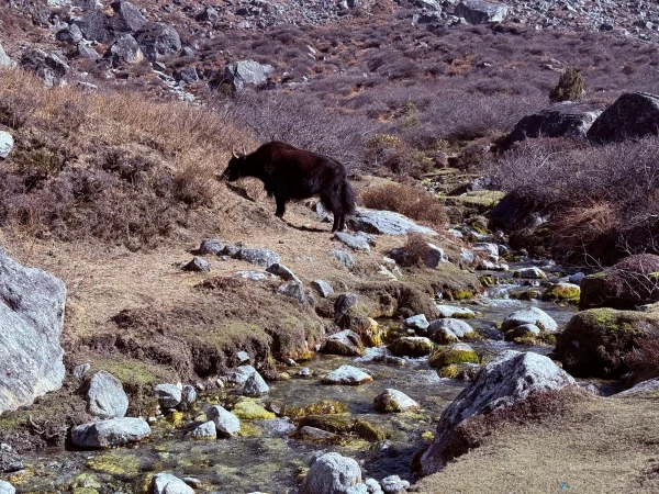Langtang 4